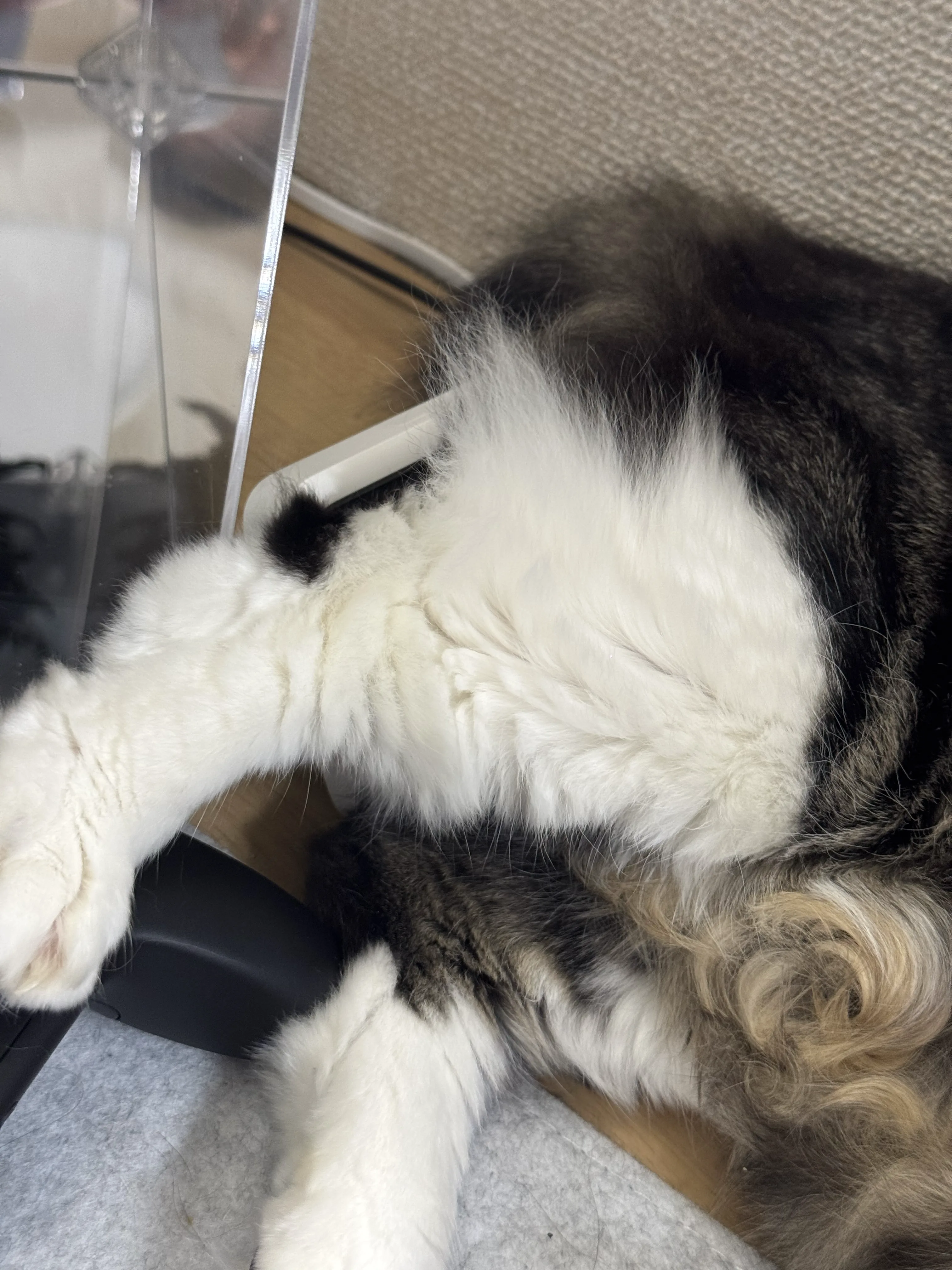 猫のお尻の温度を測っている